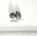 Click for 1 image(s) for this accession. FRUIT